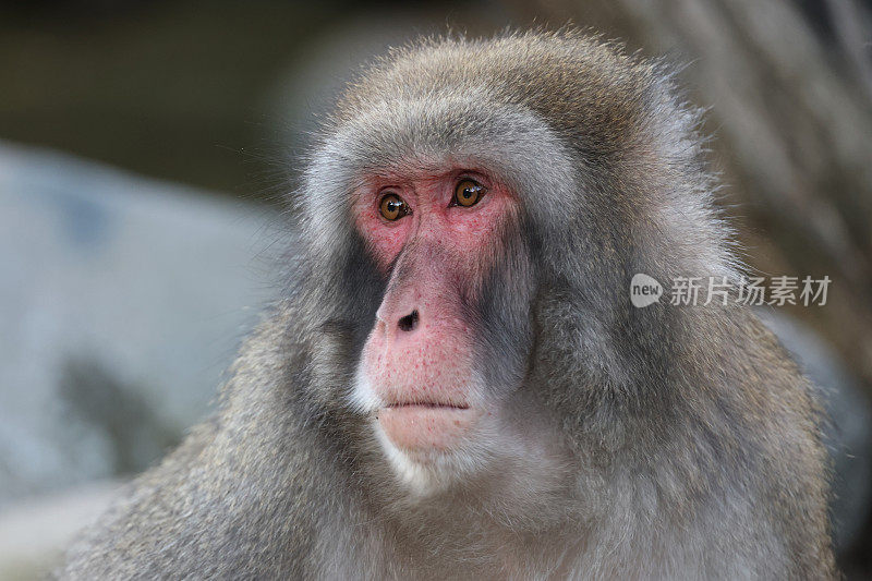 日本猕猴(macaca fuscata)的近景